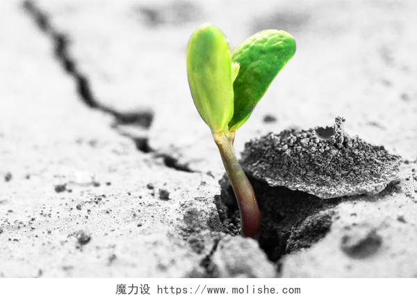 生态干燥的地面上上升发芽春天种子发芽成长幼苗小芽嫩芽幼芽